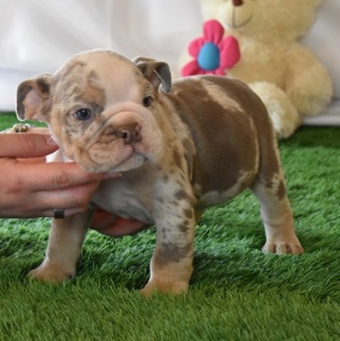 English Bulldog puppy for sale + 64735