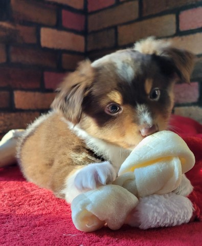 Australian Shepherd Dog puppy for sale + 64185