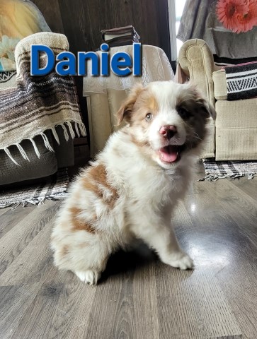 Australian Shepherd Dog puppy for sale + 65164
