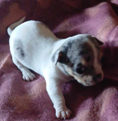 Chihuahua puppy for sale + 66264