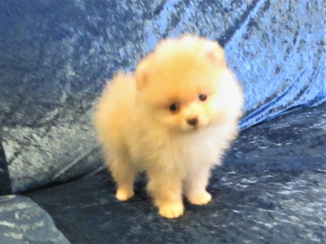 Pomeranian puppy for sale + 52730