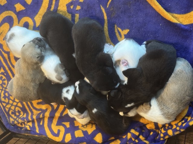 American Bulldog/ Great Pyrenees puppies