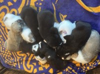 American Bulldog/ Great Pyrenees puppies American Bulldog for sale/adoption