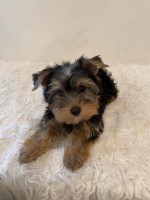 Yorkshire Terrier Yorkshire Terrier for sale/adoption