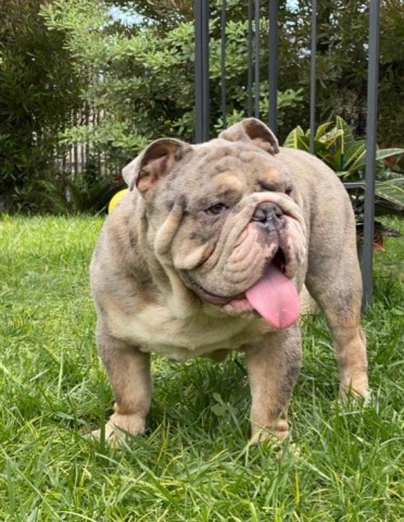 Bulldog puppies expecting lilac Tri Merles, registered, parents DNA.