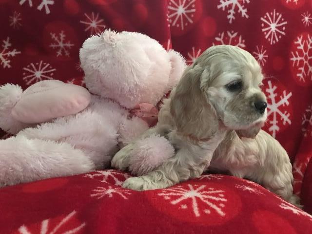 American Cocker Spaniel puppy for sale + 55542