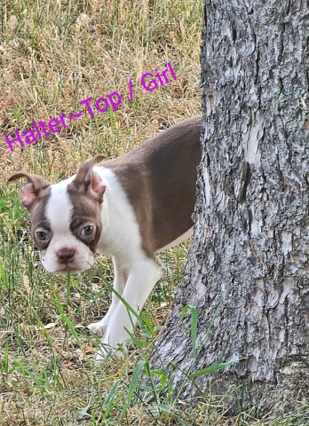 Register CKC Boster Terrier Puppies Looking for their forever home!!