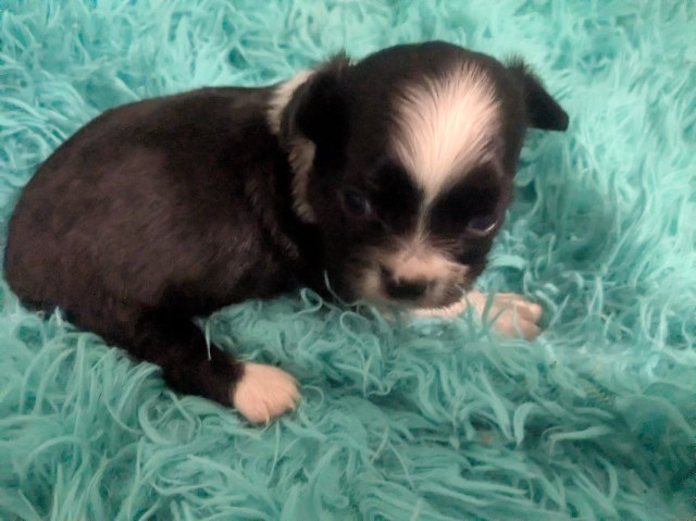 Chihuahua puppy for sale + 67227