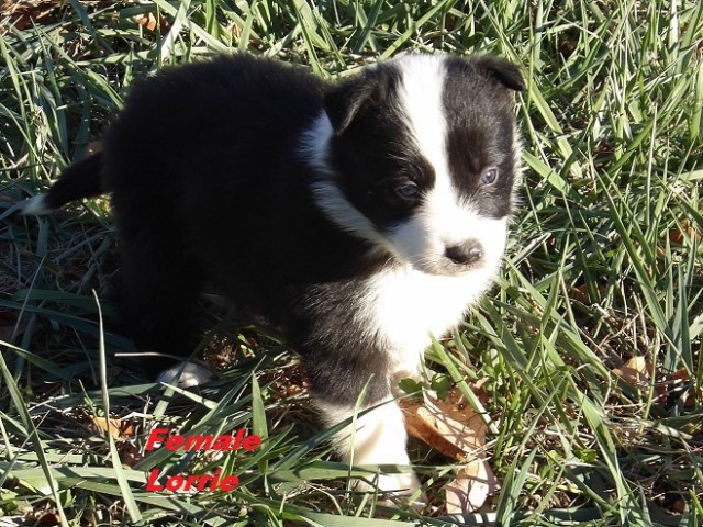 ABCA Border Collie Puppies- Will be working stock