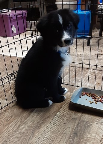 Australian Shepherd Puppies