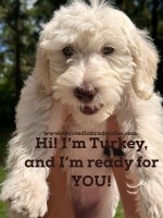 Turkey, our male labradoodle puppy Labradoodle for sale/adoption