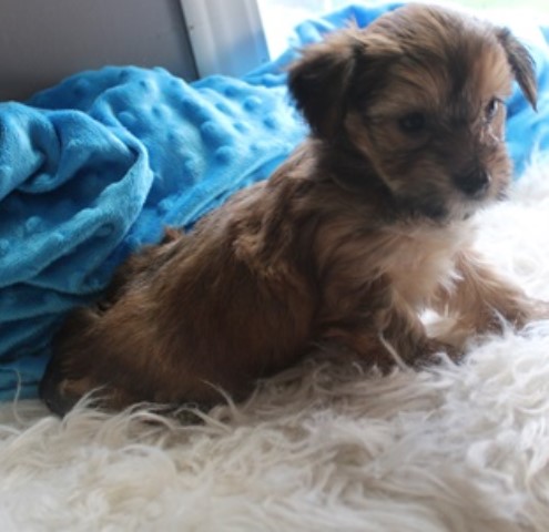 Havanese puppy for sale + 63335