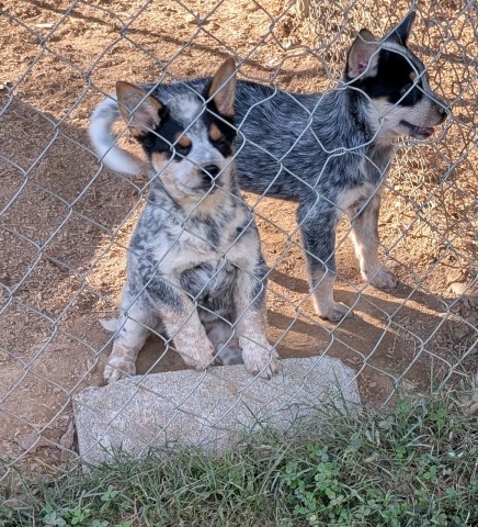 Akc Cattle dog puppies