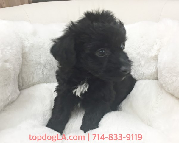 Yorkipoo puppy for sale + 52755