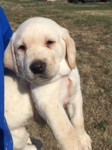 Labrador Retriever puppy for sale + 48131