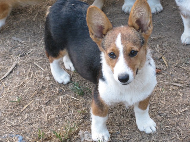 AKC Pembroke Welsh Corgis