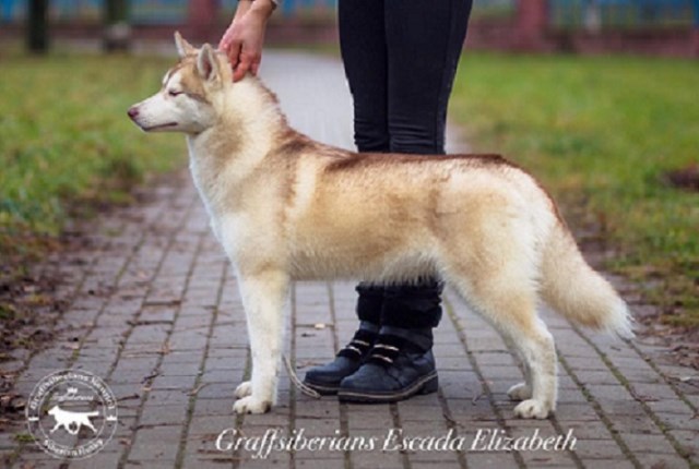 Siberian Husky puppy for sale + 57208