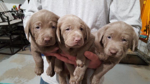 Silver lab puppies