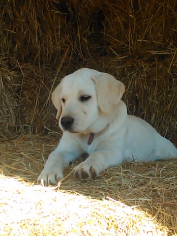 Aster AKC registered English Lab Puppy