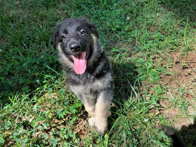 German Shepard Puppies for sale