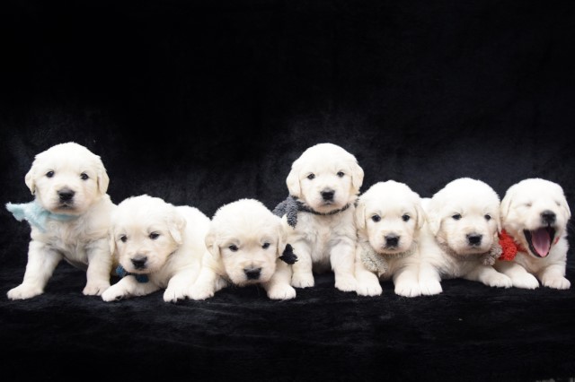 Golden Retriever Puppies