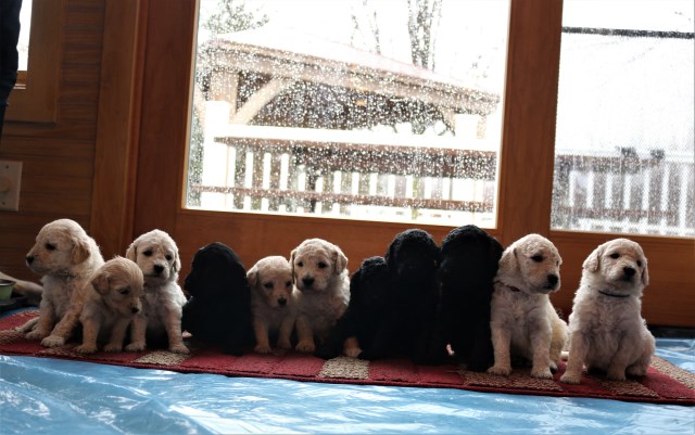 Goldendoodle puppy for sale + 55106