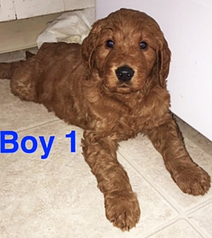 Goldendoodle puppy for sale + 47498