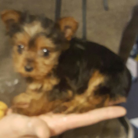 Yorkshire Terrier puppy for sale + 47887