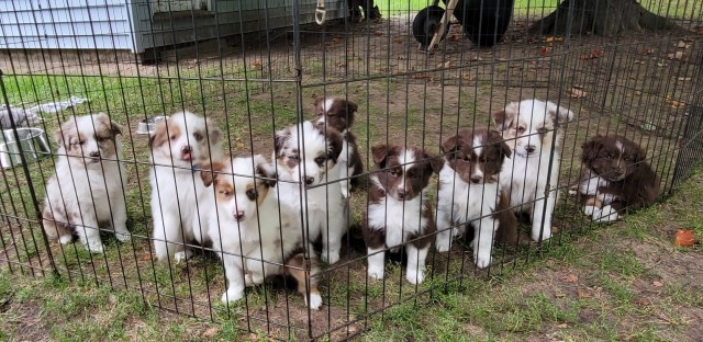 ASDR Australian Shepherd Puppies born July 27th. call 231 821 9399