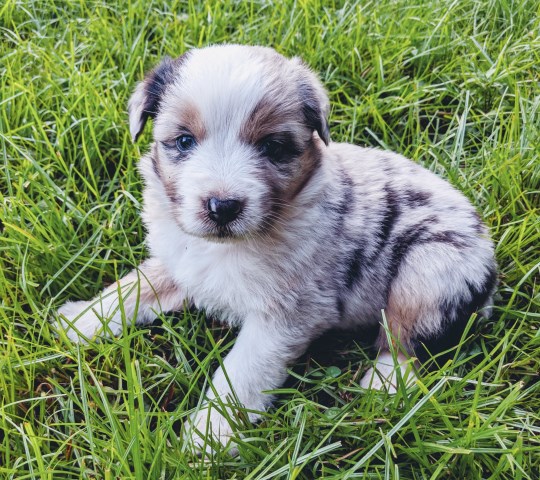 AKC Australian Shepherd puppies