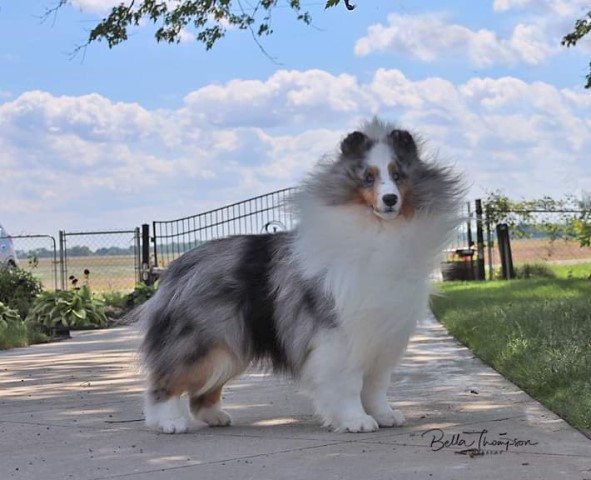 Shetland Sheepdog puppy for sale + 64028