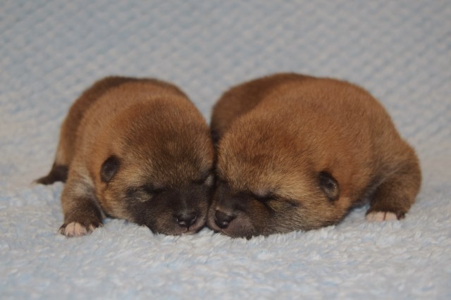 Shiba Inu Puppies Petland Florence