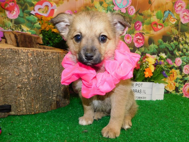 Chicago Shepherd Mix Type. MED-SIZE.