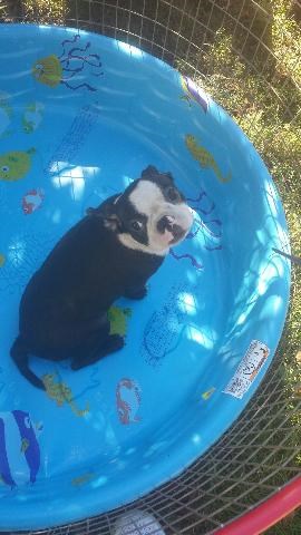 Boston Terrier puppy for sale + 47236