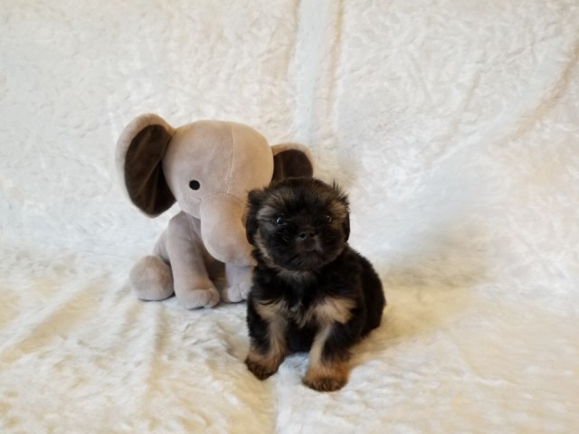 Shorkie - Daisy - Female