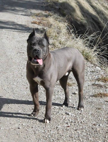 Cane Corso Puppy Dog For Sale In Houston Texas
