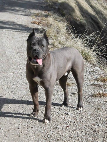 Huge Cane Corso Puppies