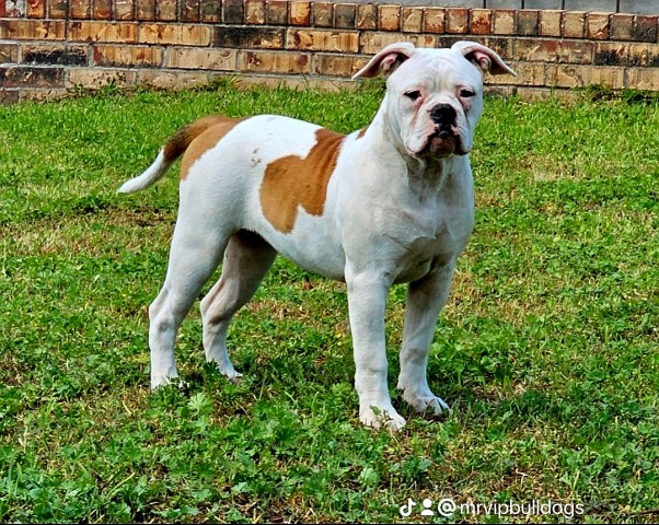 Female Classic American Bulldog Pup
