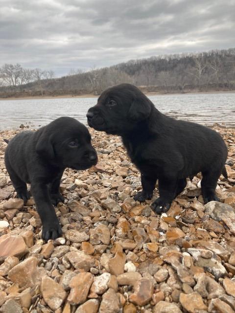 Labrador retriever puppies for sale