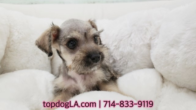 Miniature Schnauzer puppy for sale + 52618