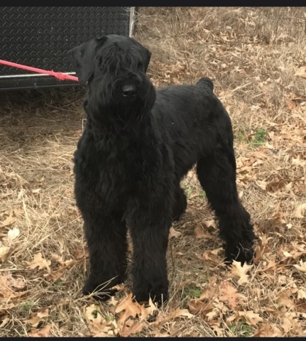 Giant Schnauzer puppy for sale + 66821