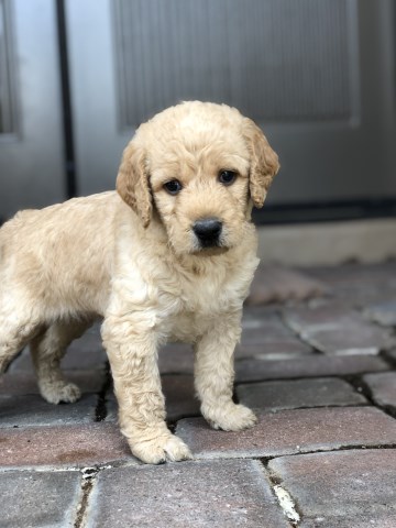 Labradoodle puppy for sale + 58270