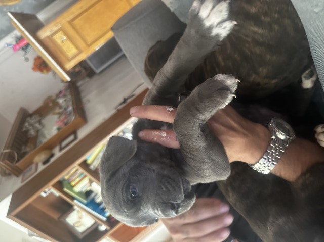 Cane Corso Puppy