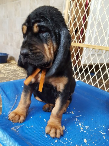 Bloodhound Puppies