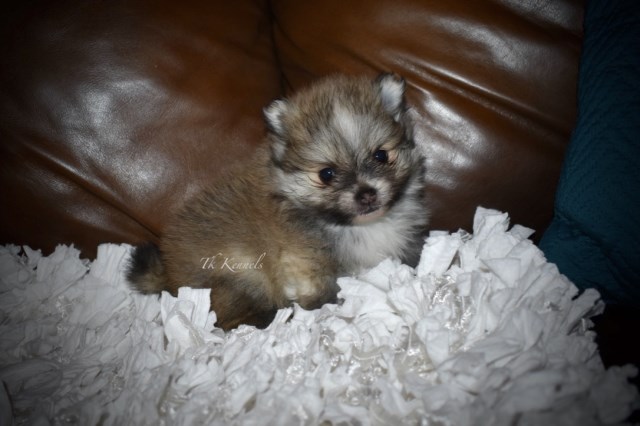 Pomeranian puppy for sale + 54092