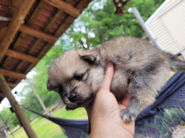 Pomeranian puppy for sale + 63231