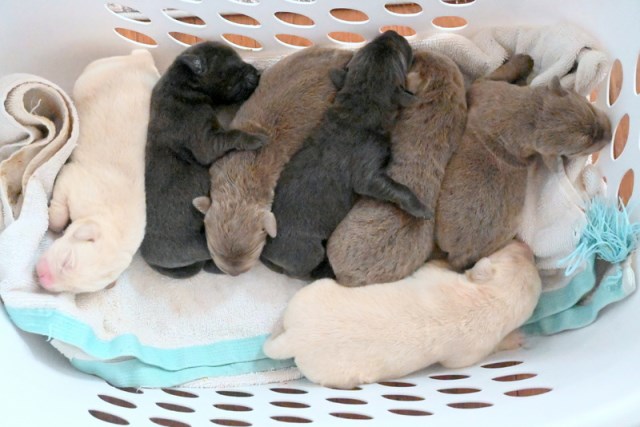 AKC Christmas Charcoal, Champagne, & Silver Labrador Retriever Puppies for Sale