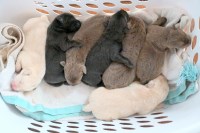 Labrador Retriever thumbnail