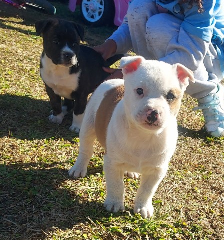 Rehoming puppies