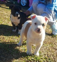 Rehoming puppies American Pit Bull Terrier for sale/adoption